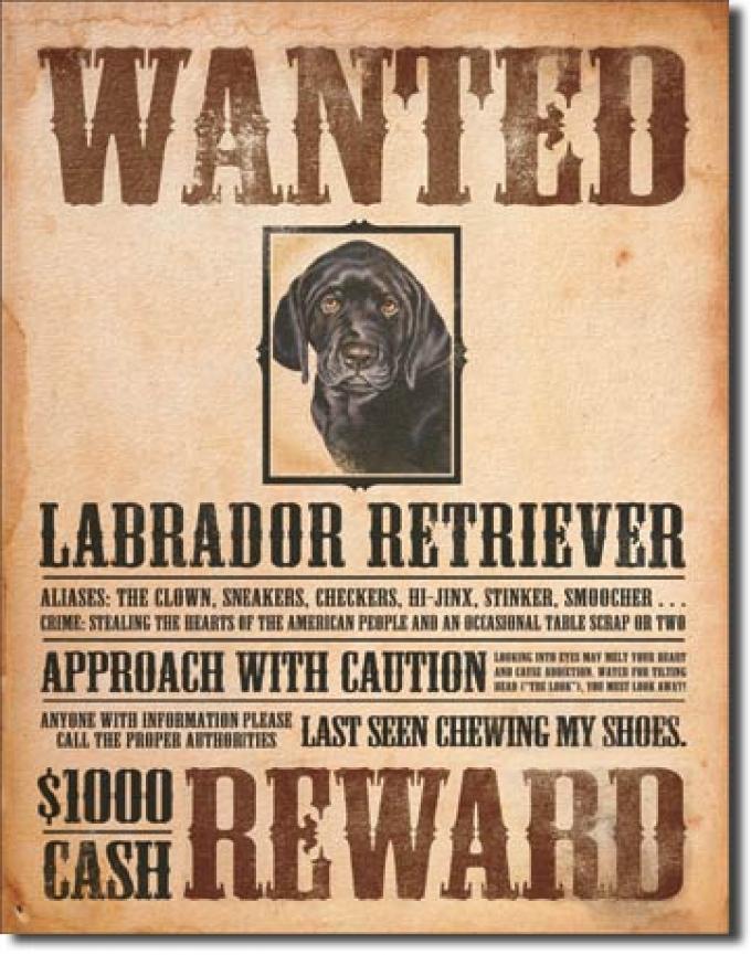 Tin Sign, Black Lab - Wanted Poster